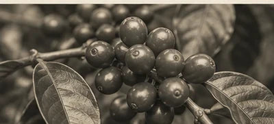 Cerezas de café en la planta